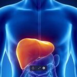 Why is the Liver So Important to your health?