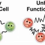 Are Your Cells Healthy and Happy? Cellular Death and Disease
