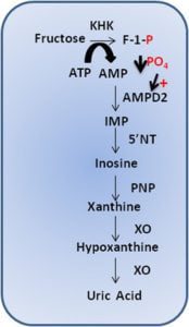 Uric Acid Metabolism: The Bitter Truth about Fructose